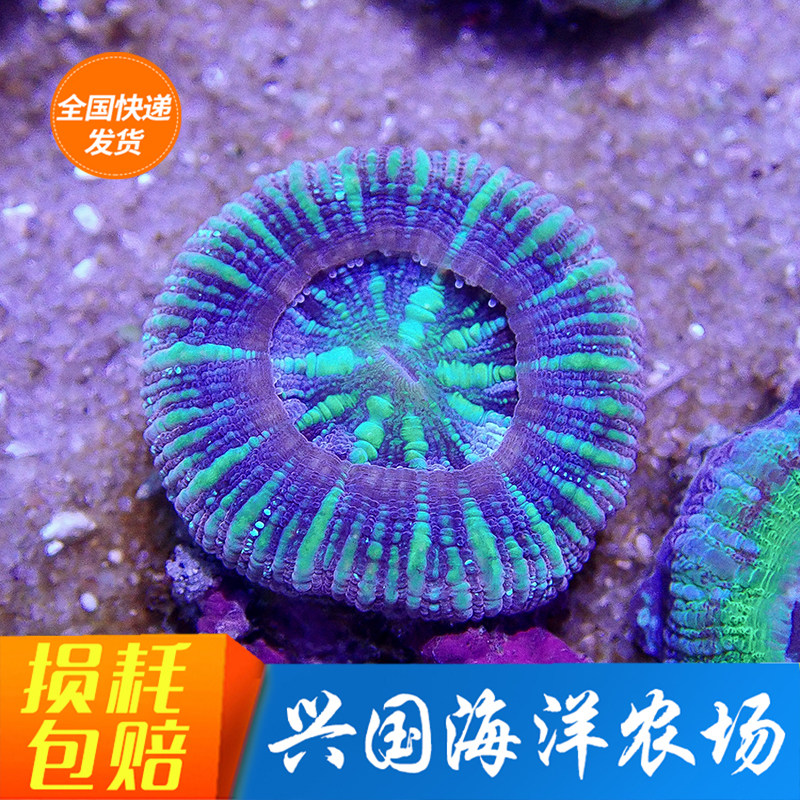 Doughnut Seawater Bio Live Brain Coral Eight-word Brain Candy Brain Little Coral Express Package Live