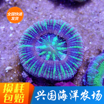 Doughnut Seawater Bio Live Brain Coral Eight-word Brain Candy Brain Little Coral Express Package Live