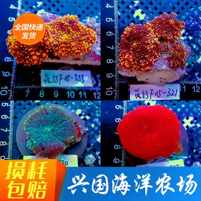 Figure choose mushroom seawater live coral mushroom green mushroom Blue Orange mushroom bubble mushroom express bag live with stone clownfish