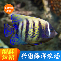 Six Wonderland Beidou blue print Seven colorful flame Fairy Butterfly Towel Xingguo Sea Express Package Live Seawater Fish