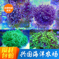 Picture selection Match head coral Imported green match Fluorescent green coral Live coral Clownfish powder point green match