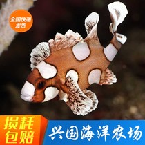 Yanzi Flower Denier Clown Stone Bass Zhu Guuli Living Sea Water Fish Sea Cylinder Ornamental Bioexpress Package Live