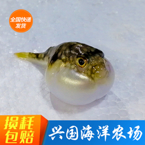 River Puffer River Dolphin Sea Water Fish Ornamental Fish Living Fish Tank Clown Fish Bubble Fish River Dolphin Keeper delivery Package Live