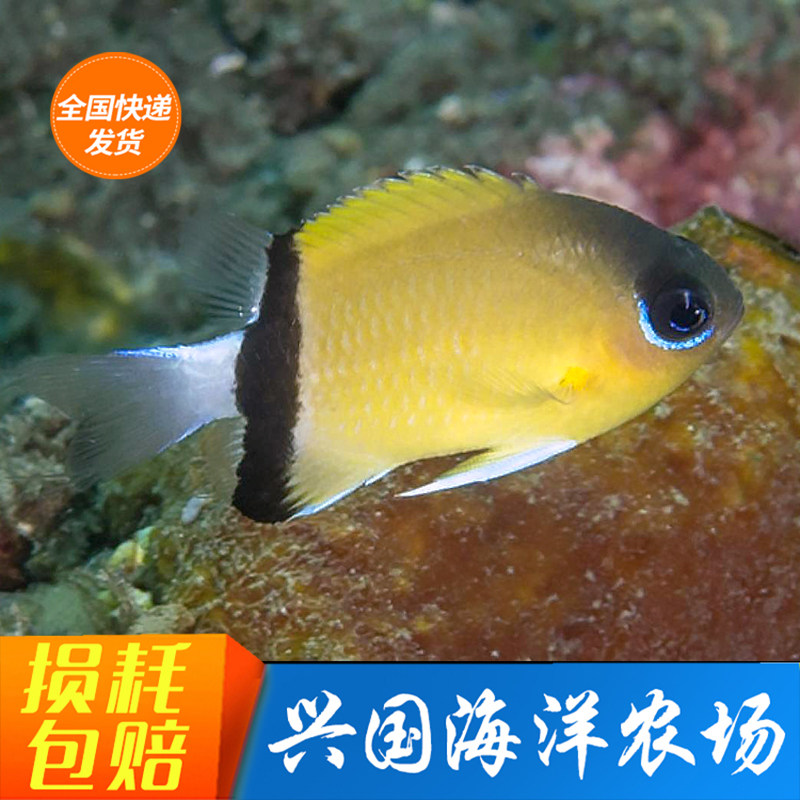 Blue Eye Magic West Sparrow Germany Purple Head Pink Moron Butterfly Red Dragon Xingguo Marine Farm Seawater Fish Express Package Live