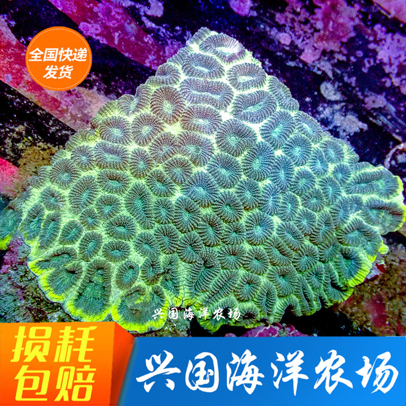 Large Green Brain Seawater Fish Tank Brain Coral Hainan Green Brain midstream not to be fed easily Express Package Live-Taobao