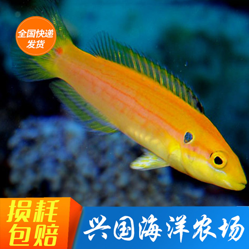 Candy Dragon Candy Fox Living Sea Fish Six-Line Fox Longhead Fish Sea Vat Eat Bug Bites Express Bag Live