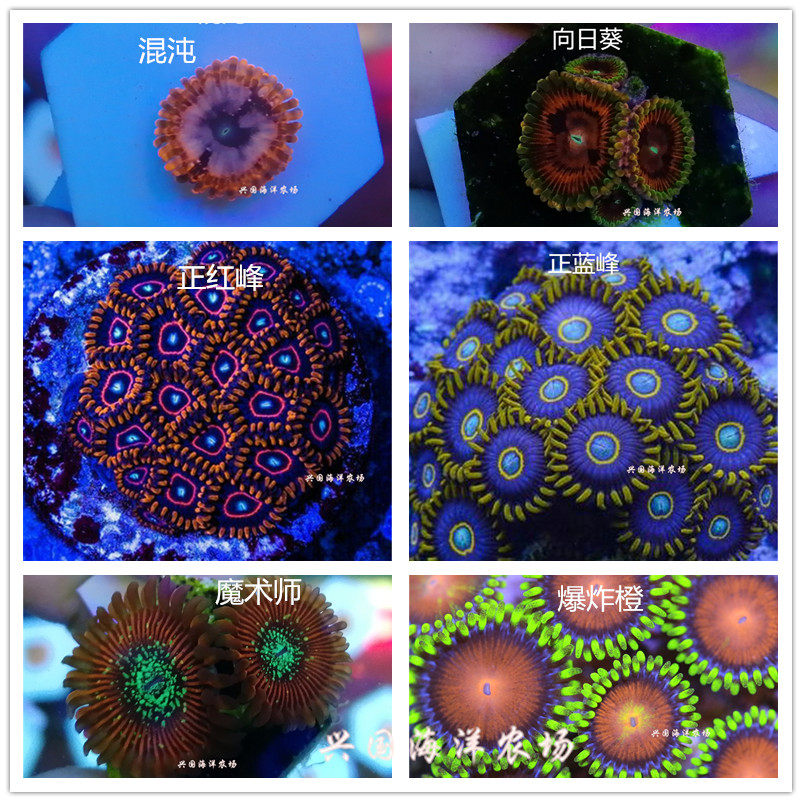 Variety diagram selection button coral red peak positive blue peak blue peak chaos sunflower magician explosion orange button sea water