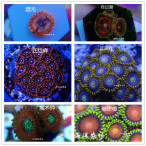 Variety Picture Selection Button Coral Positive Red Peak Positive Blue Peak Chaos Sunflower Magician Explosion Orange Button Sea Water