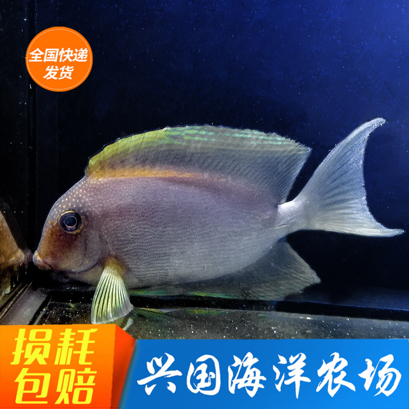 Eating Moss Pendant Living Sea Fish Blue Eyed Ripple Inverted sea-cylinder draught Algae Removal Algae Hanging for Ornamental Pet Fish Bag Live