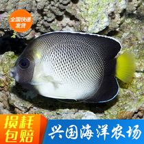 Yellow-tailed Everest Maldivian Maldivian Everest Seawater Fish Living emperor Xianding Water Express Package Live