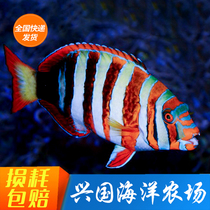 Red Cross Belt Dragon Red Green Dragon Head Fish Eat Algal Bloom Sand Sea Water Fish Clown Xingguo Express Package Live