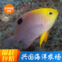 Sun Magic Pink Magenta Fijian Yellow Tail Blue White Magic Seawater Fish Artificial Raising Opening Xingguo Express Package Live