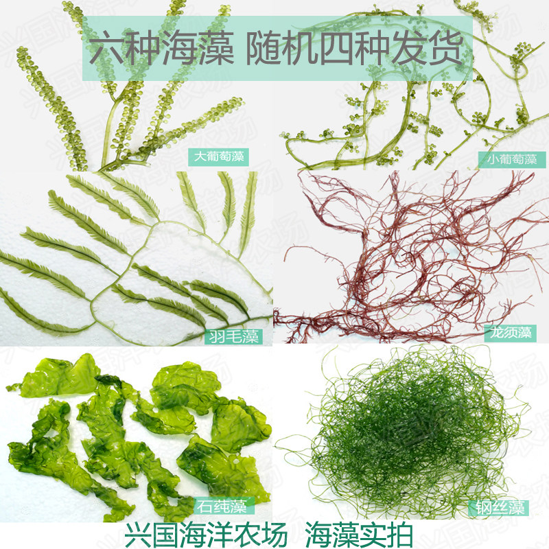 Seaweed Composition Algae grapes algae Algae Feather algae Stone ultraconalneed Algae Vat Barrel Nutrient Salt Seawater Fish Opening