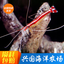 Doctor shrimp Sea water fish live imported clean shrimp Sea water shrimp sea tank cleaning creatures eat parasites live
