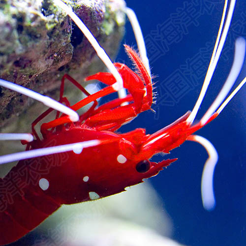 印尼火皮革荧光绿火焰珊瑚：点亮软体海水缸的新星