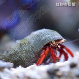 Высококачественный краб -морской водой живой тел зеленые ноги красные голубые хлопковые клоуны рыбные домашние животные