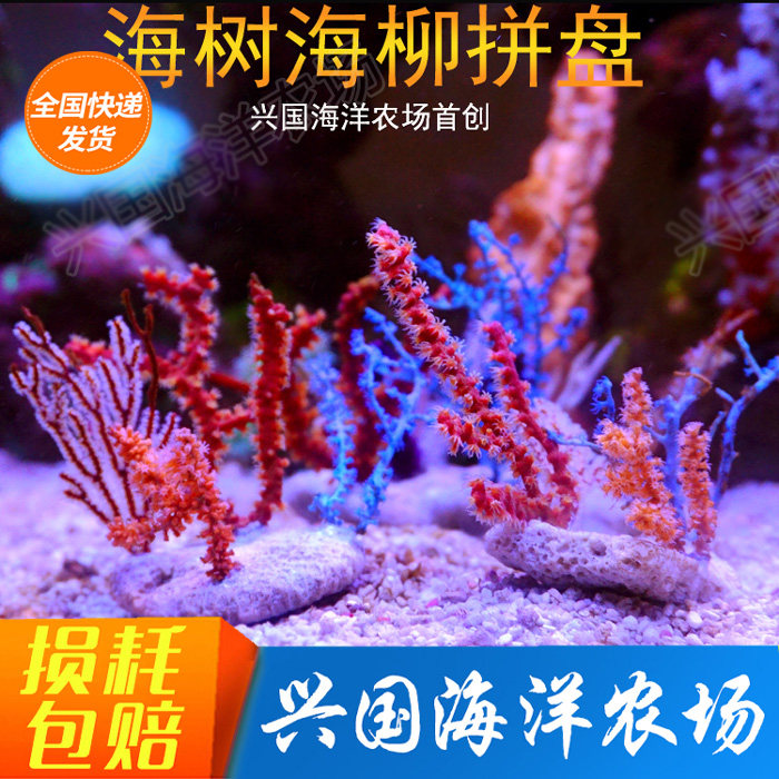 Sea tree sea willow combination platter Sea tree sea willow coral sea water NPS living coral color combination sea tank decoration