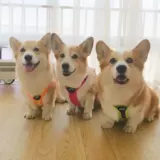 Япония Hakusan Zero Harness Zero Harness Zero Laure Laving Y -обработка грудной клетки и спины с помощью собак и собаки