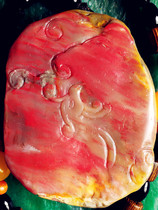 Natural Changhua chicken blood stone handle piece (Dahongpao) full of blood soft steel bottom Bahrain Shoushan Laos Tianhuang stone