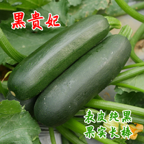 Black Imperial Concubine zucchini seed Green Black beautiful vegetable seed four seasons sown vegetable seed seed seed seeding characteristics