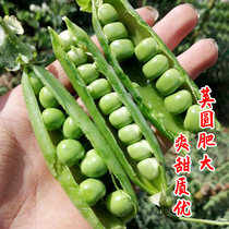 Golden Valley green treasure green treasure sweet pea seeds high sugar disease resistance cold resistant seedlings pod beans can be eaten seed Qizhen