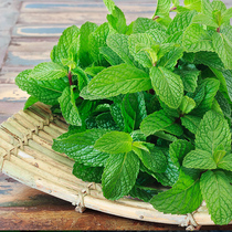 Mint potted peppermint seedling vanilla Seedling lemon catnip Four Seasons balcony seed seed home seed edible green plant