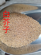 Wanxian Mountain White Mustard Seed Mustard Vegetable White Meson Deep Mountain Produced 2 servings