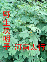 ten thousand Xianshan sheng Cassiae Cassiae wild Cassienna seed Tea farmhouse Deep Mountain 2 copies
