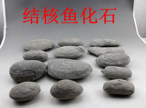 Ruyi Fasting of Fasting Tuberculosis Fish Fossil Ancient Materialite Stone Raw Stone Tuberous Fish Scale Toothfish Teaching Specimen