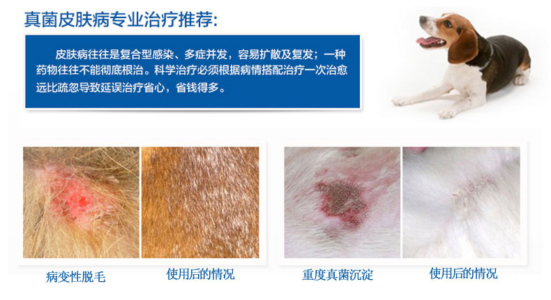 Compat-Golden Shield New Pitfin Cat Fungus Mèo bị nhiễm bệnh Pet da Bệnh ngoài da 100ml - Cat / Dog Medical Supplies 	kim tiêm cho mèo