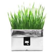 Unka Vetreeska cultivation of cat grass No soil eco-friendly pulp imported oat seed to hair balls