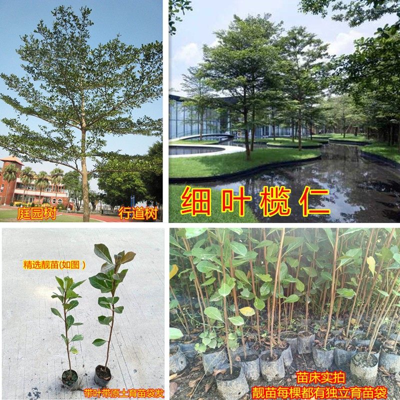 小叶榄仁树苗:打造四季常绿的雨伞树,园林绿化的秘密武器!-行道树-淘宝百科网