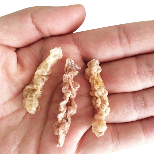 Снежный нефтяной линия масла масла Чанбай Гора Аутентичный снежный моллюско