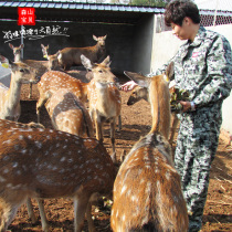 deers heart xue deers heart xue powder deers heart fen high purity deers heart xue powder dry deer blood 50g