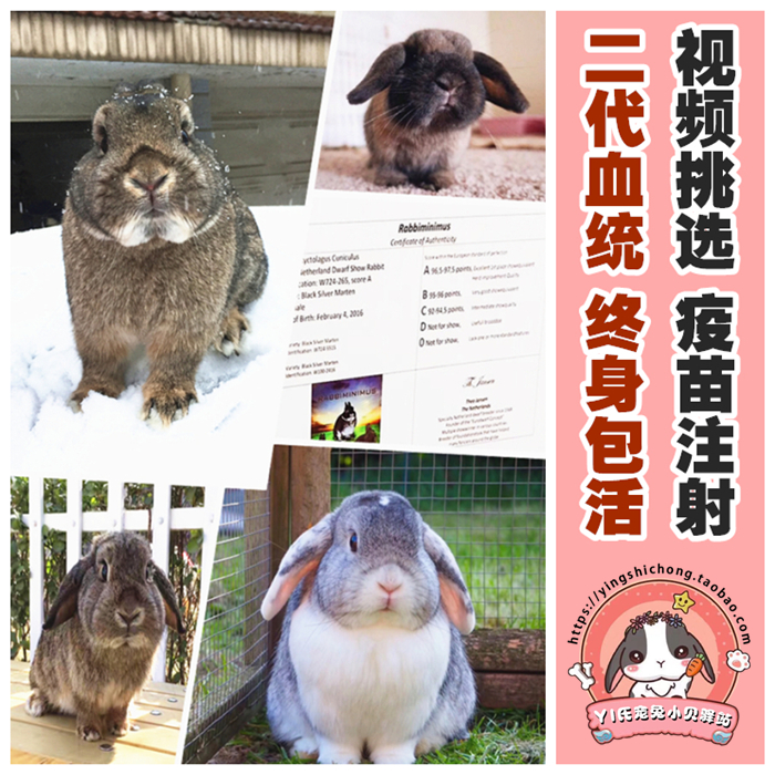 Imported Second-generation Race Level Descent Short Pituitary Dwarf Living Dwarf Living Large Blush Bag Subface Pet Rabbit Baby Booking