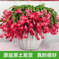 Net red Crab Claw Blue Potted Dragon Rock New Products With Flower Bud All Season Multimeat Green Plant Crab Claw Lotus Pendant Lanky Flowers Graft
