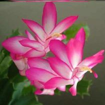 Crab Claw Blue Potted Indoor Flowers Flowers Fry Multimeat Plant Heavy Petals Miao Flowers Slim Toe Crab Nets Red Living Room Balcony