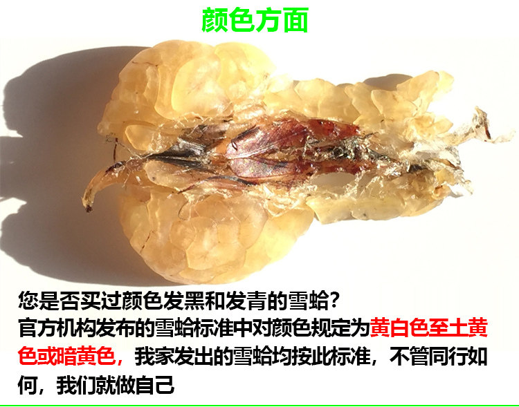 Подробности снежного моллюска 181018_03.jpg