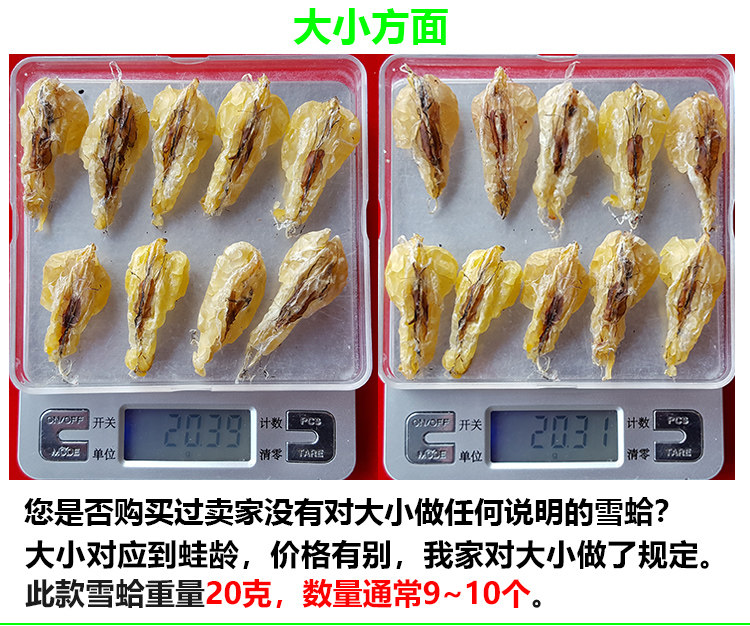 Подробности снежного моллюска 181112_04.jpg