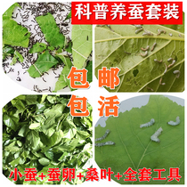 Silkworms Living Spring Silkworm Eggs Larvae Living Things Children Students Foster Silkworm Suit Small Silkworm 1234 Ling for sending fresh mulberry leaves