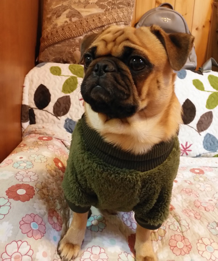Quần áo chiến đấu pháp luật, pug, quần áo chó, mùa xuân, chó vừa và nhỏ, mèo, quần áo thú cưng, áo len Teddy Keki Schnauzer - Quần áo & phụ kiện thú cưng áo mưa cho chó lớn