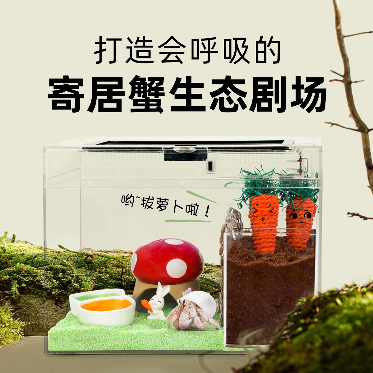 寄居蟹防摔加高款饲养缸～亚克力全透明新手套餐套装儿童礼物