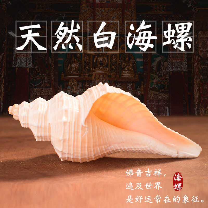 Tibetan Buddhist Offerings Tantric Instruments Eight Offerings Set Natural White Sea snails Eight Offerings Right-handed white Sea snails