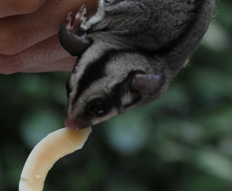 Sugar glider chipmunk flying squirrel snacks coconut flakes dried coconut snacks to aid digestion and hair removal 30g