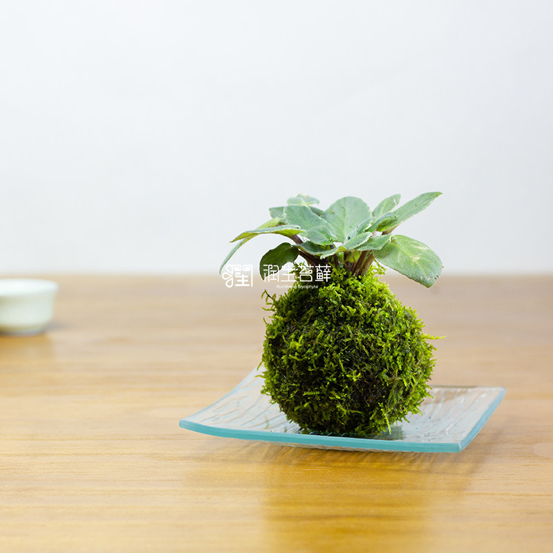 潤生苔蘚球苔蘚植物包郵苔玉球苔蘚微景觀苔蘚盆景競秋霜