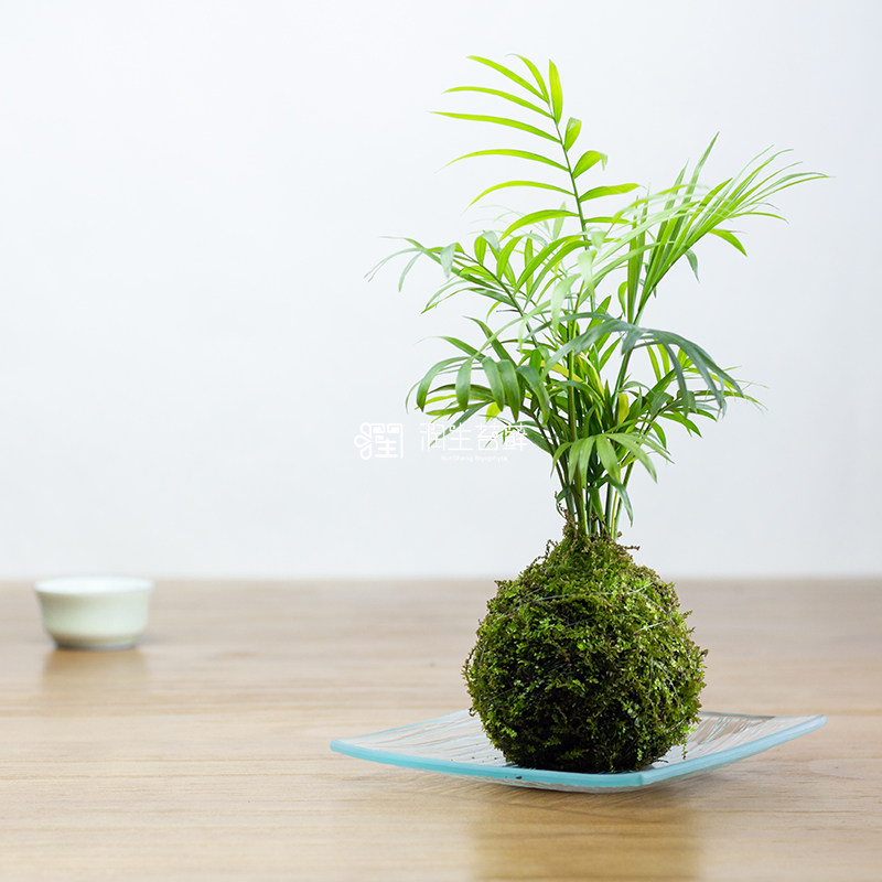潤生苔蘚球苔蘚植物包郵苔玉球苔蘚微景觀苔蘚盆景凌雲