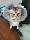 QC pet Elizabeth ошейник для кошек и собак с защитой от царапин и укусов, кольцо с винтовой пряжкой, кружевная застежка с круглым краем, защелкивающаяся пряжка mini 3