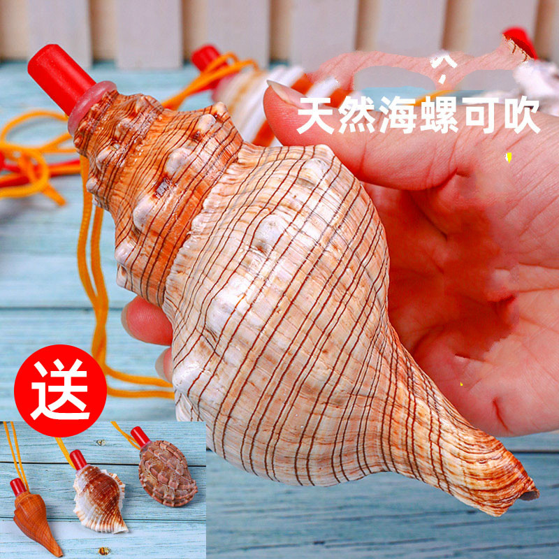 Natural conch horn can blow the horn whistle super large conch shell whistle children's toy whistle small snail blowing