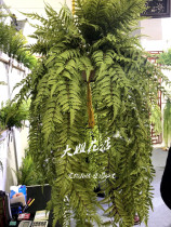 Simulation Persian grass Fern artificial flower plant wall kidney Fern decorative plastic potted flower bonsai wall green plant Persian leaf