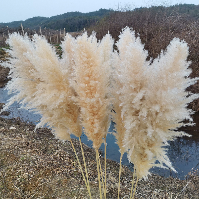Dried Reed Flowers for Landscaping, Floor-Standing Ornaments for the Living Room, Tall Natural Air-Dried Real Reed Grass Bouquet for Scene Arrangement and Decoration Dried Reed Flowers for Landscaping, Floor-Standing Ornaments for the Living Room, Tall Natural Air-Dried Real Reed Grass Bouquet for Scene Arrangement and Decoration